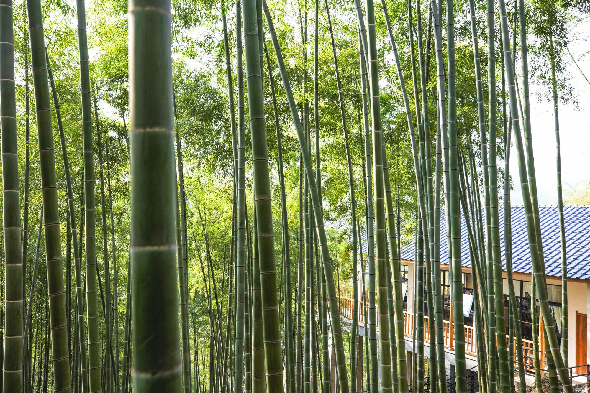 Moganshan莫干山隐花坞公寓 外观 照片